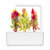 Click & Grow Plant Pods 3-Pack - Cockscomb