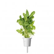 Click & Grow Plant Pods 3-Pack - Green Sorrel
