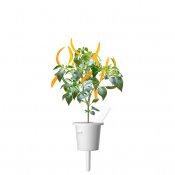 Click & Grow Plant Pods 3-Pack - Chili Pepper