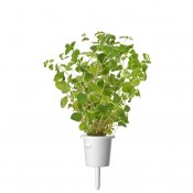 Click & Grow Plantekapsler 3-pakning – oregano