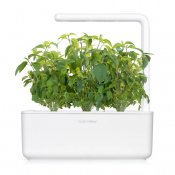 Click & Grow Plantekapsler 3-pak - Thai Basil