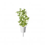 Click & Grow Plant Pods 3-Pack - Marjoram