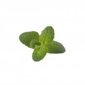 Click and Grow Smart Garden Refill 3-pack - Apple Mint