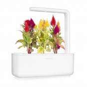 Click & Grow Plant Pods 3-Pack - Cockscomb