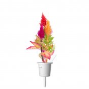 Click & Grow Plant Pods 3-Pack - Cockscomb