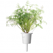 Click and Grow Smart Garden Refill 3-pakning - Dill