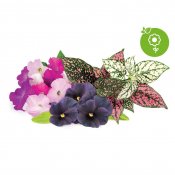 Click and Grow Smart Garden Refill 9-pack livligt blomstermix