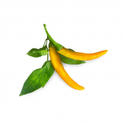 Click and Grow Smart Garden Refill 3-pack - Yellow Chili Pepper
