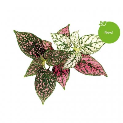 Click & Grow Plant Pods 3-Pack - Polka Dot Flower